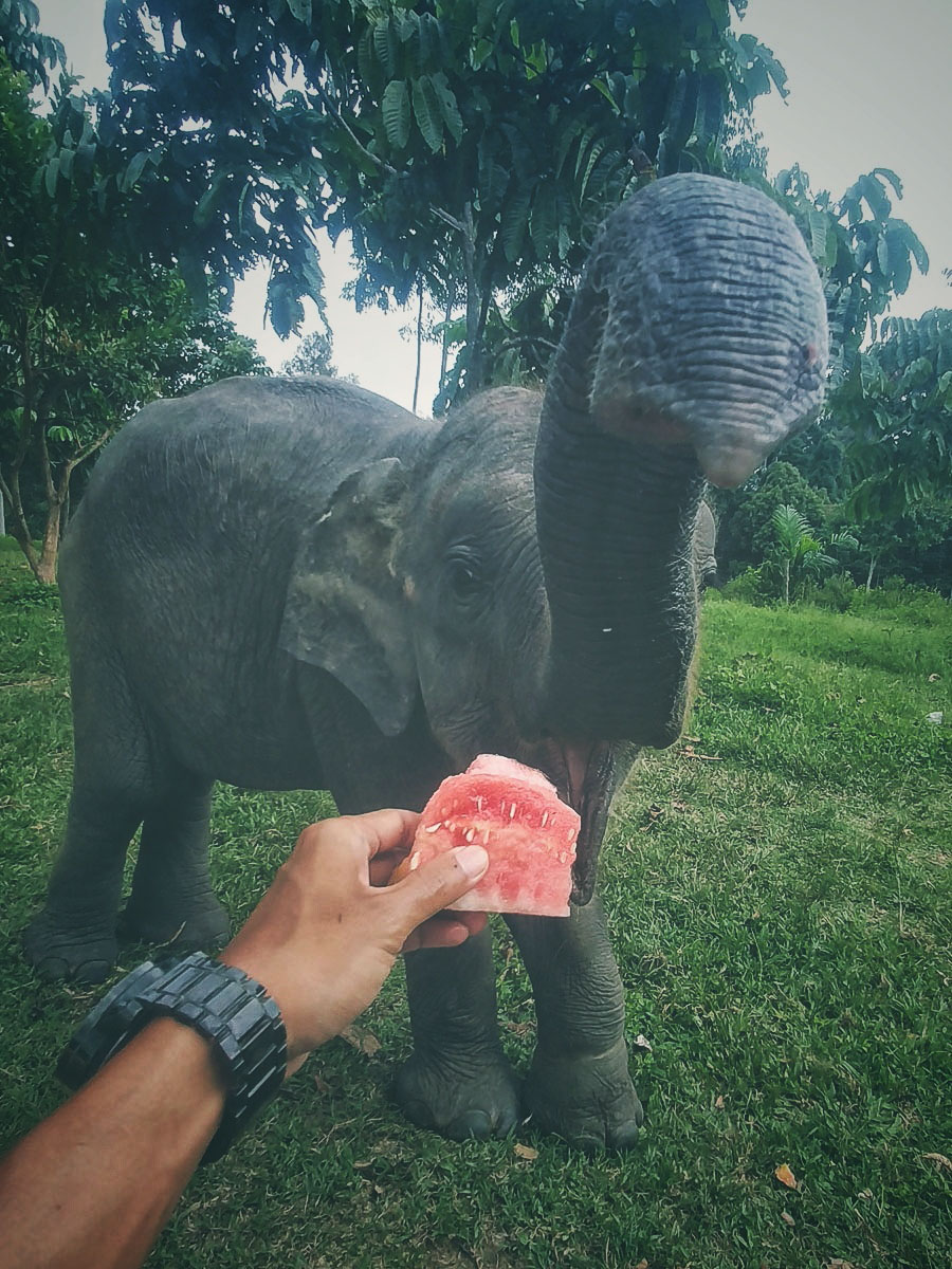 Feeding Elephant, Riau