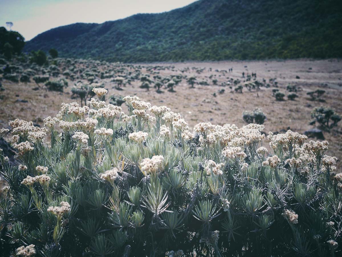 Edelweiss Field, Mount Gede Pangrango