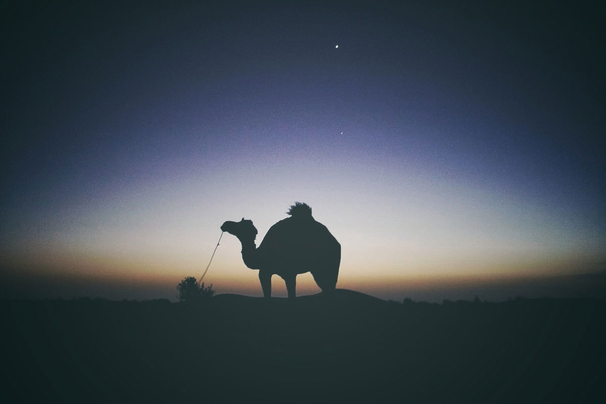 Camel at Dusk